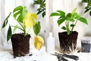 saving a plant from root rot