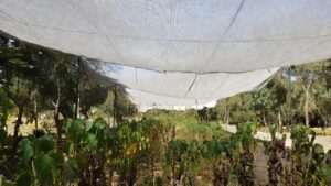 shade cloth usage for scorching summers