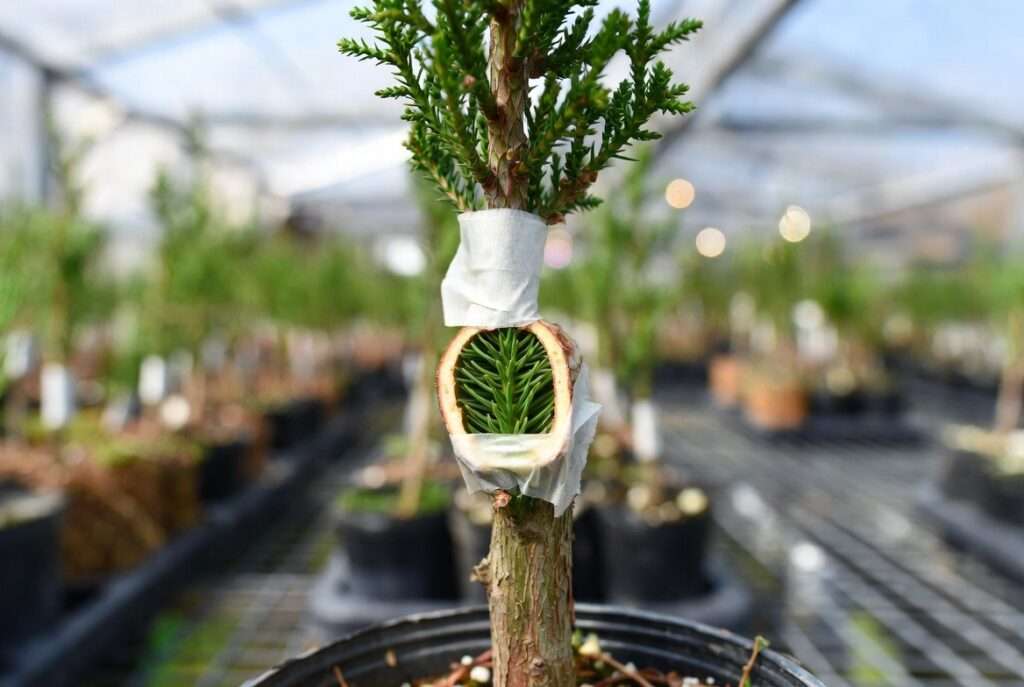 side veneer graft for conifers