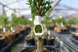 side veneer graft for conifers