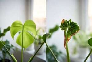 signs of calcium deficiency in houseplants