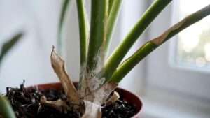 signs of overfertilization in houseplants
