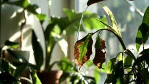 signs of underwatered indoor plants