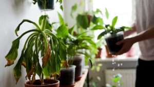 signs your houseplant is chronically thirsty