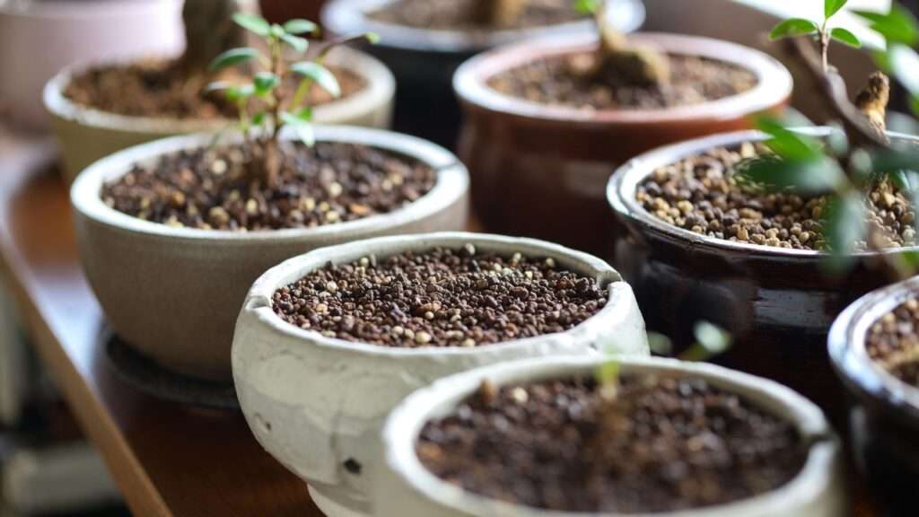 soil drainage importance in bonsai pots