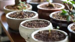 soil drainage importance in bonsai pots