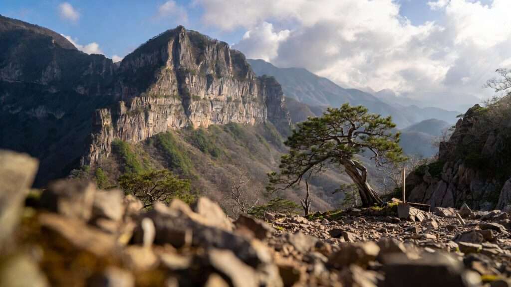 sourcing high-quality yamadori