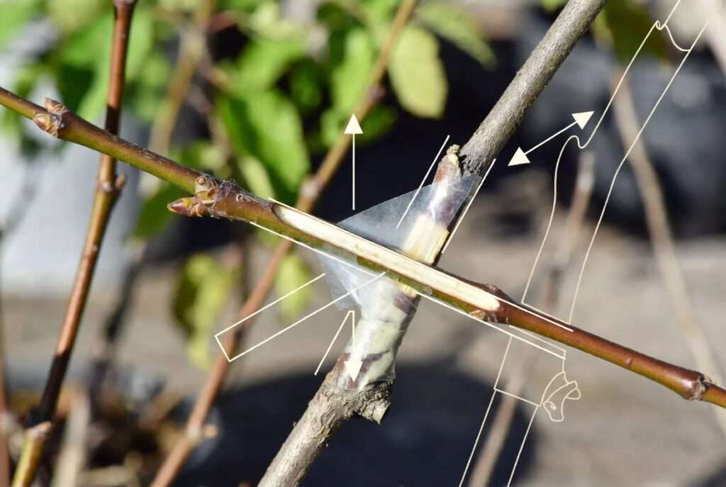 splice graft for thin scion wood