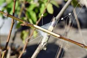 splice graft for thin scion wood