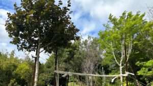 storm-proof staking for tall plants