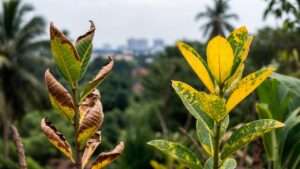 sunburn vs. nutrient deficiency symptoms