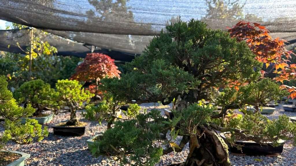 sunlight requirements for outdoor bonsai