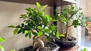 temperature requirements for indoor bonsai