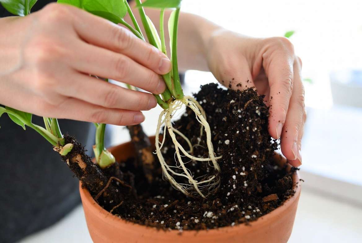 tep-by-step repotting of a recovering houseplant with fresh soil and healthy roots for plant revival guide