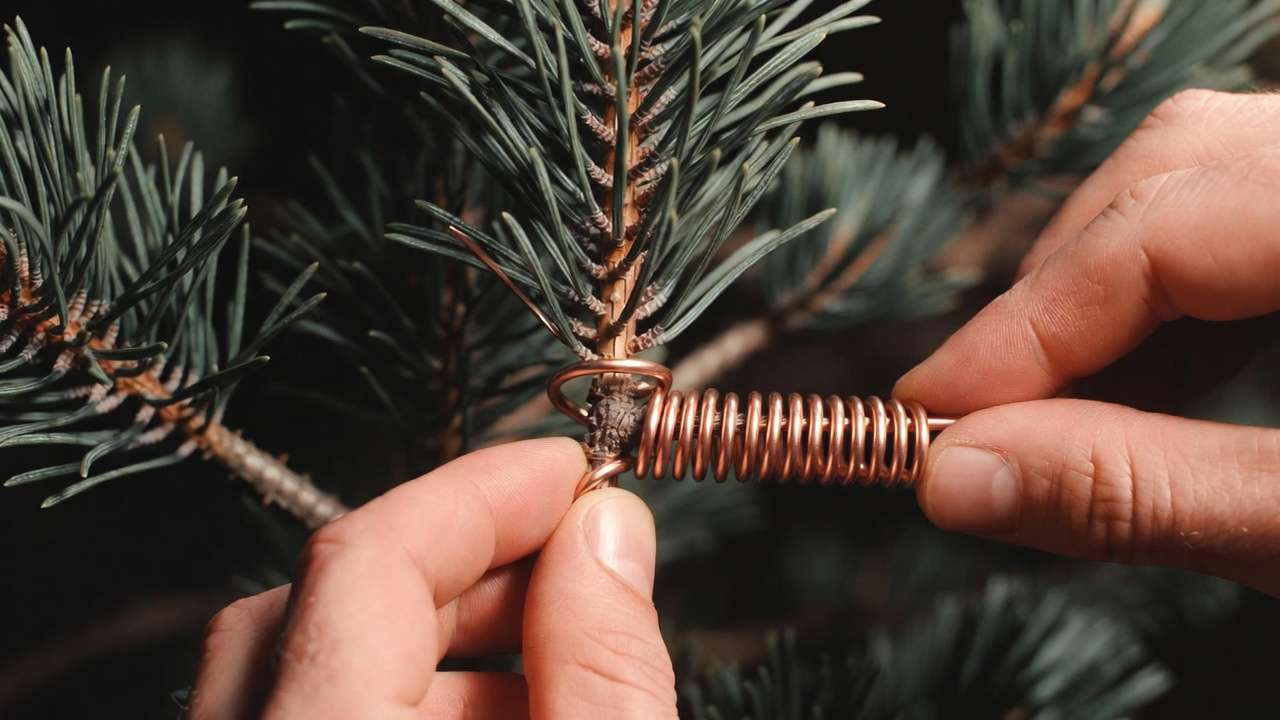 Close-up of safe bonsai wiring technique applying copper wire at 45 degrees on pine branch
