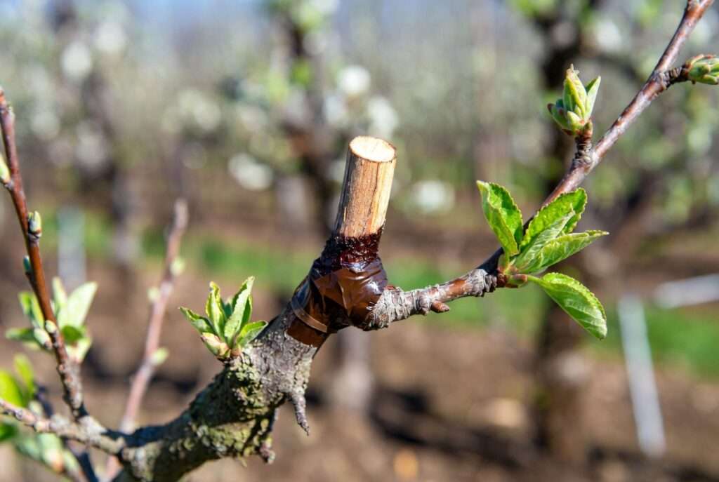 time of year for best graft take