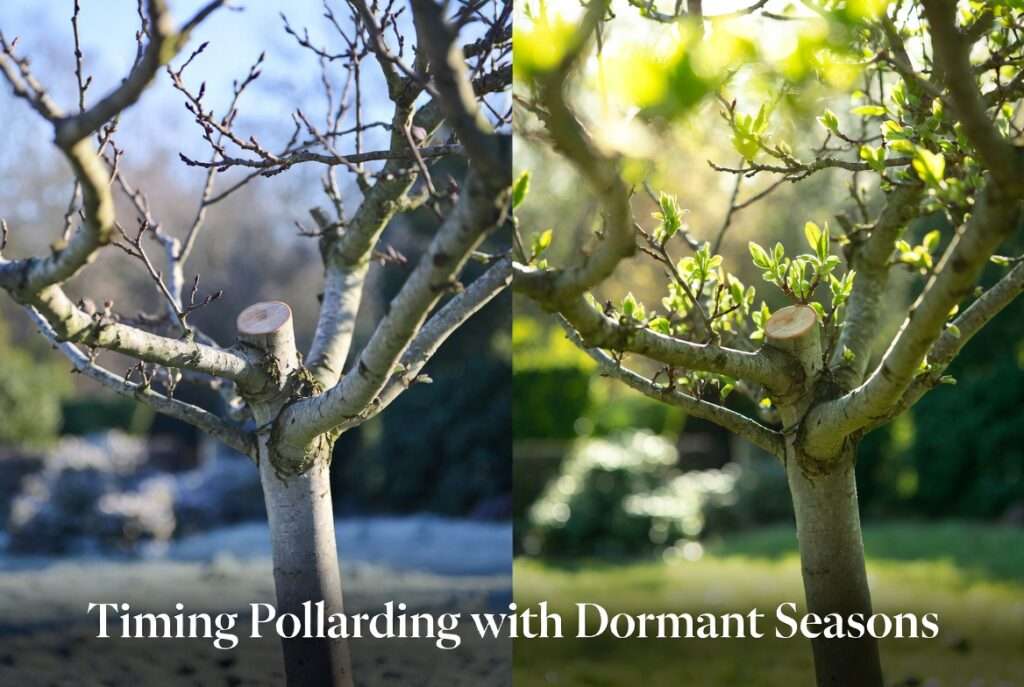 timing pollarding with dormant seasons