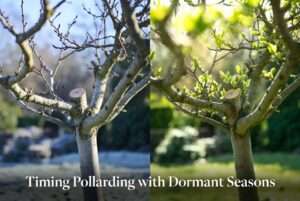 timing pollarding with dormant seasons