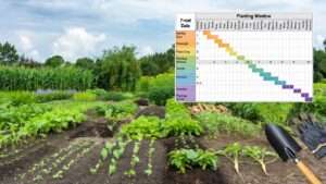 timing seed starting for multiple harvests