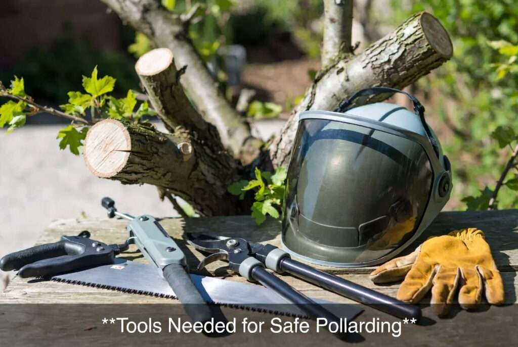 tools needed for safe pollarding