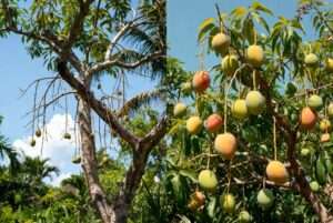 topworking fruit trees with new cultivars