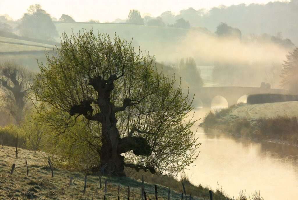 traditional uses of pollarding in Europe