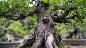 training trunk thickness in bonsai