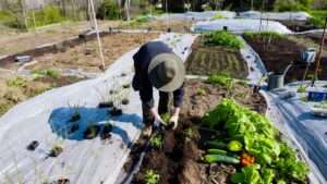 transitioning from winter crops to spring crops
