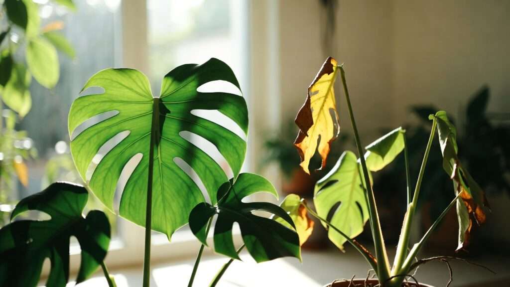 understanding houseplant stress signals