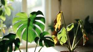 understanding houseplant stress signals