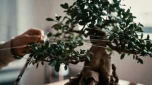 unwiring bonsai at the right time