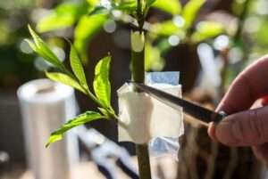 using parafilm and grafting tape