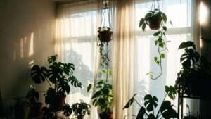 using sheer curtains for filtered light