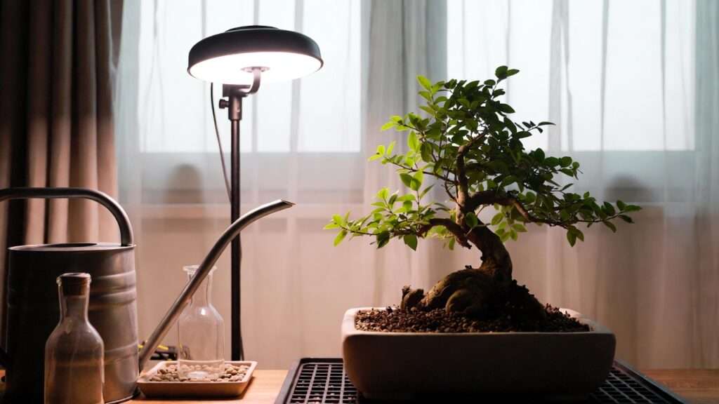 vacation care tips for indoor bonsai