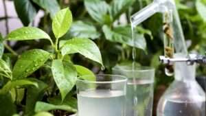 water quality for houseplants (tap vs. filtered)