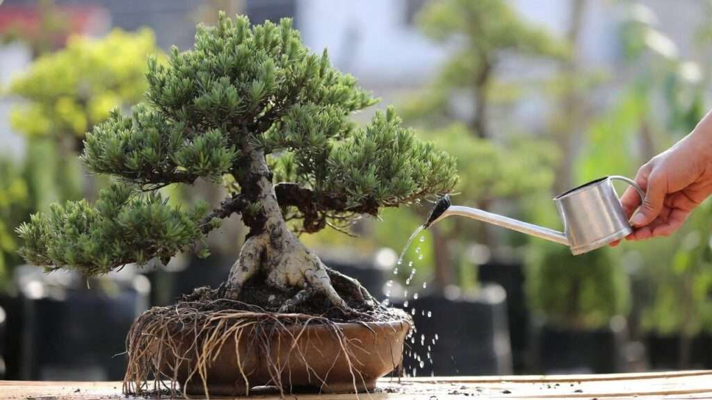 watering frequency for outdoor bonsai