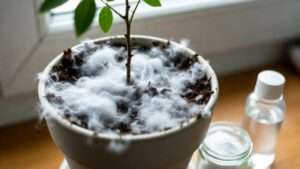 white fuzz on soil: mold or fungus?