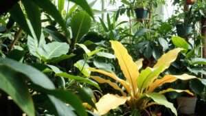 why are my houseplant leaves turning yellow