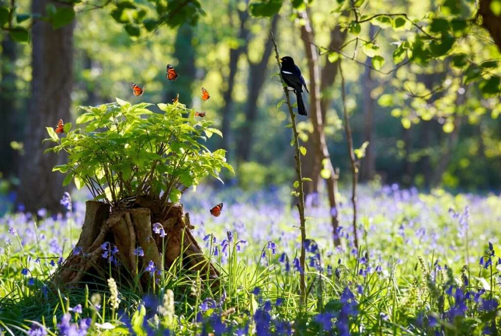 wildlife habitat benefits of coppicing