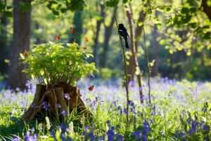 wildlife habitat benefits of coppicing