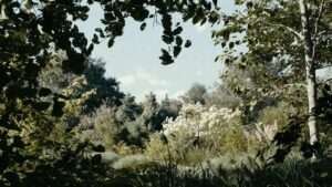 windbreaks for exposed gardens