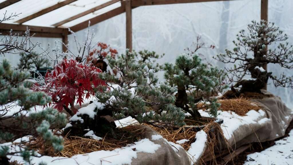 winter dormancy needs for temperate bonsai