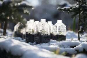 winter sowing seeds outdoors