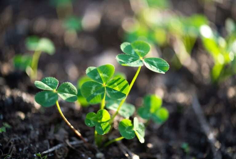 How can I successfully grow a four leaf clover?