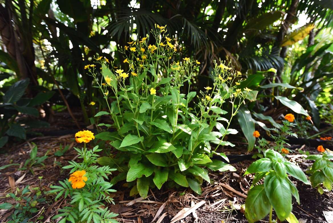 Advanced tips for false hawksbeard plant care with companion planting and organic methods