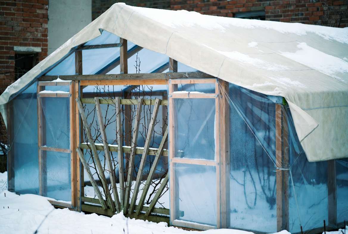 Advanced winter protection for espalier lines using cold frames and windbreaks