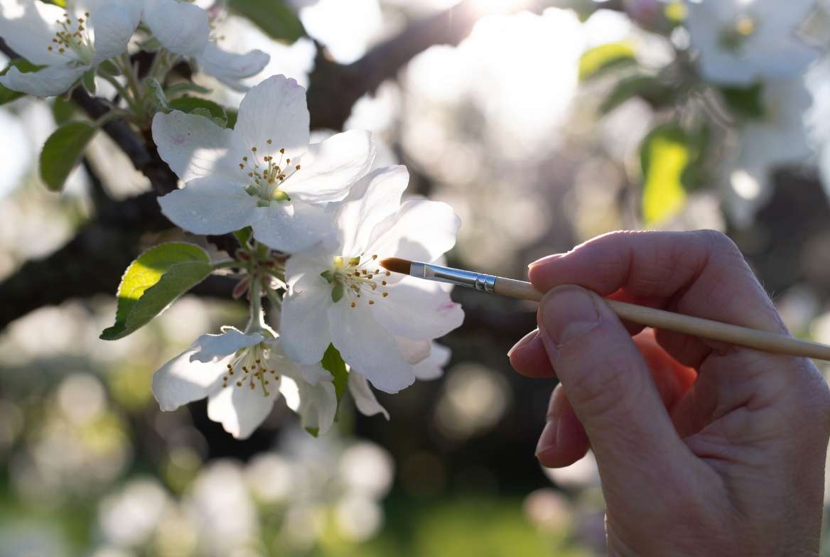 hand pollination technique for apple trees