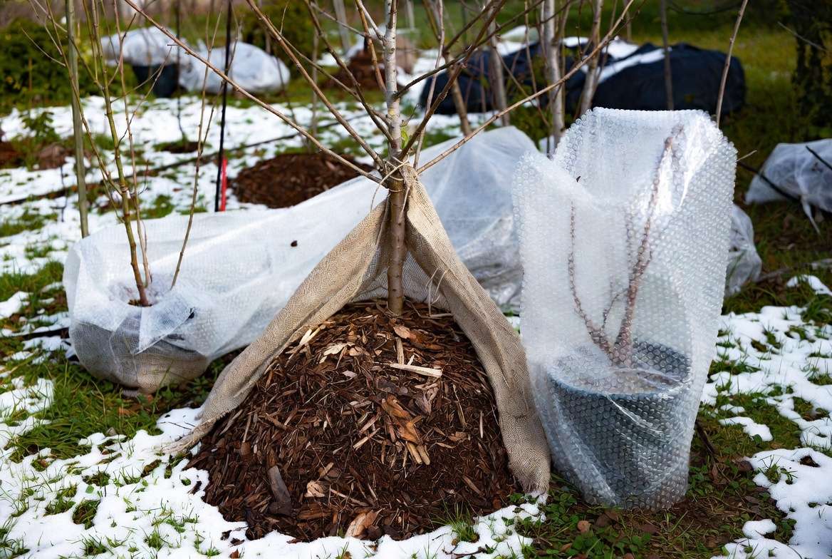 Advanced winter protection for trees and plants using burlap wrap and mulch in snow