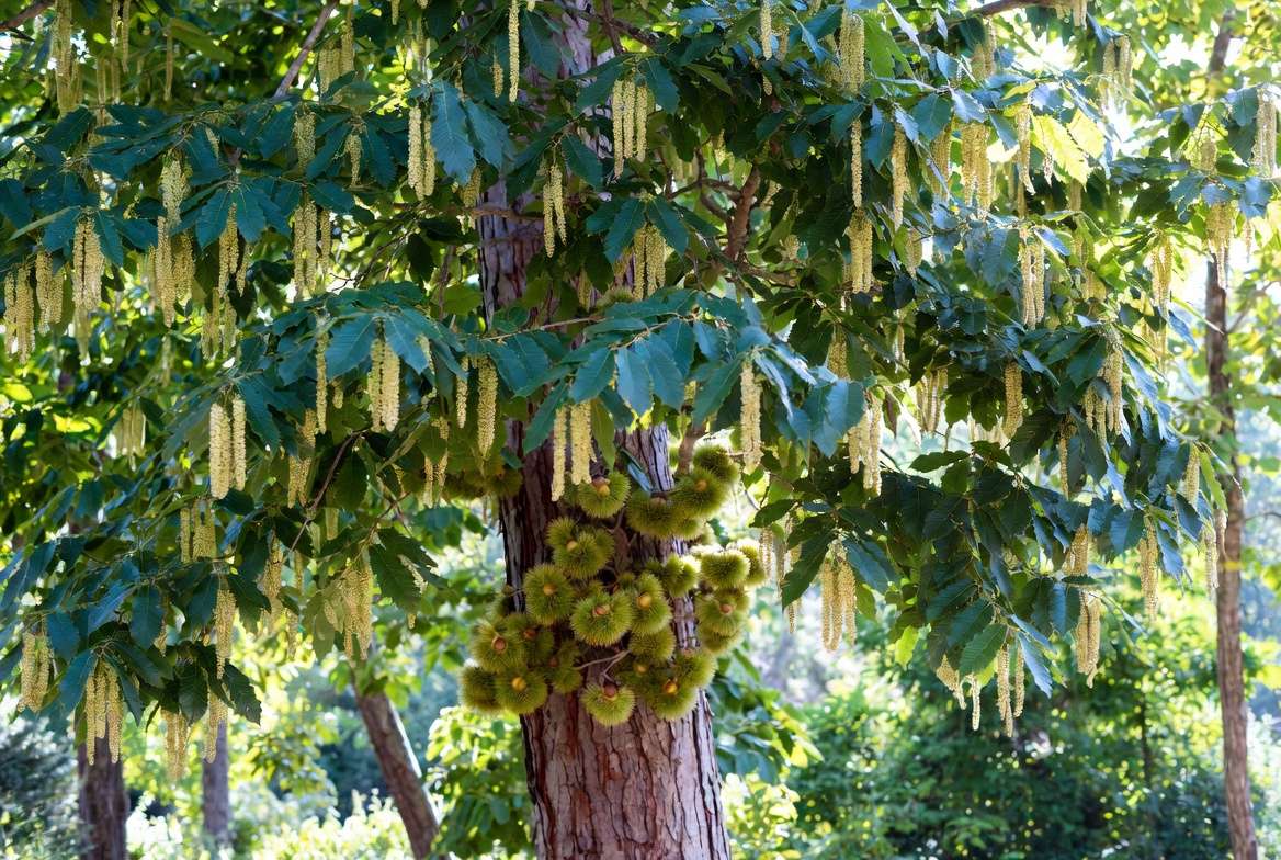 American chestnut tree with nuts and leaves in Appalachian landscape for folklore and expert care guide