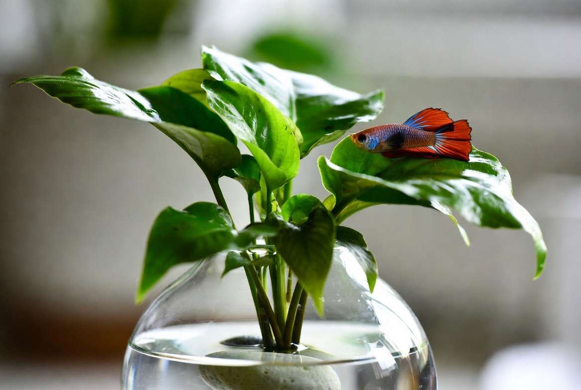 Anubias species (especially Anubias nana and Anubias barter